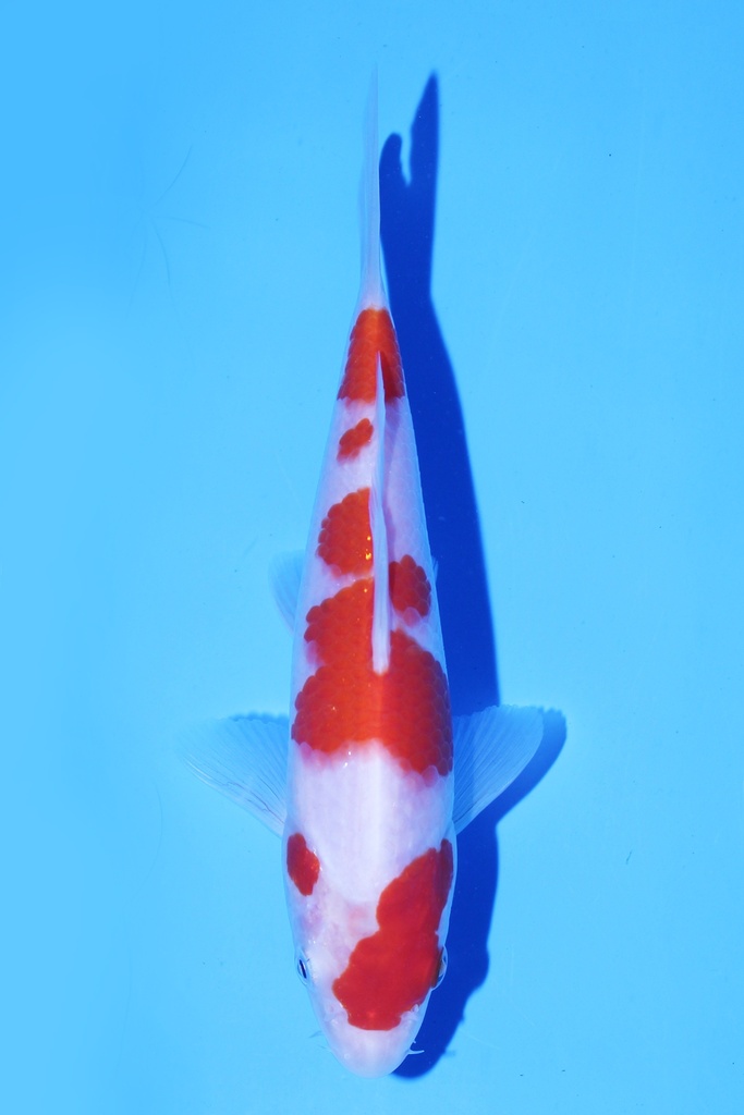 星金产 红白 当才 公母不明 18cm 345078