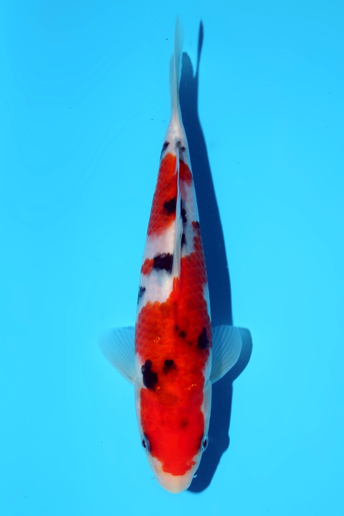 谷口产 大正 当才 公母不明 18cm 345082