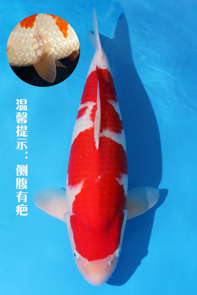 桃太郎产 三才 66cm 雌性 346042