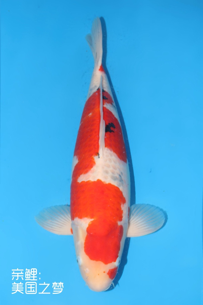 桃太郎产 四才 65cm 雌性 美国之梦 346026