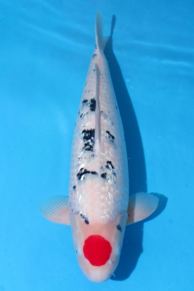 别府产 三才 62cm 雌性 346017