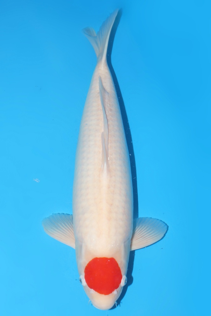 丸重产 三才 53cm 雌性 346031