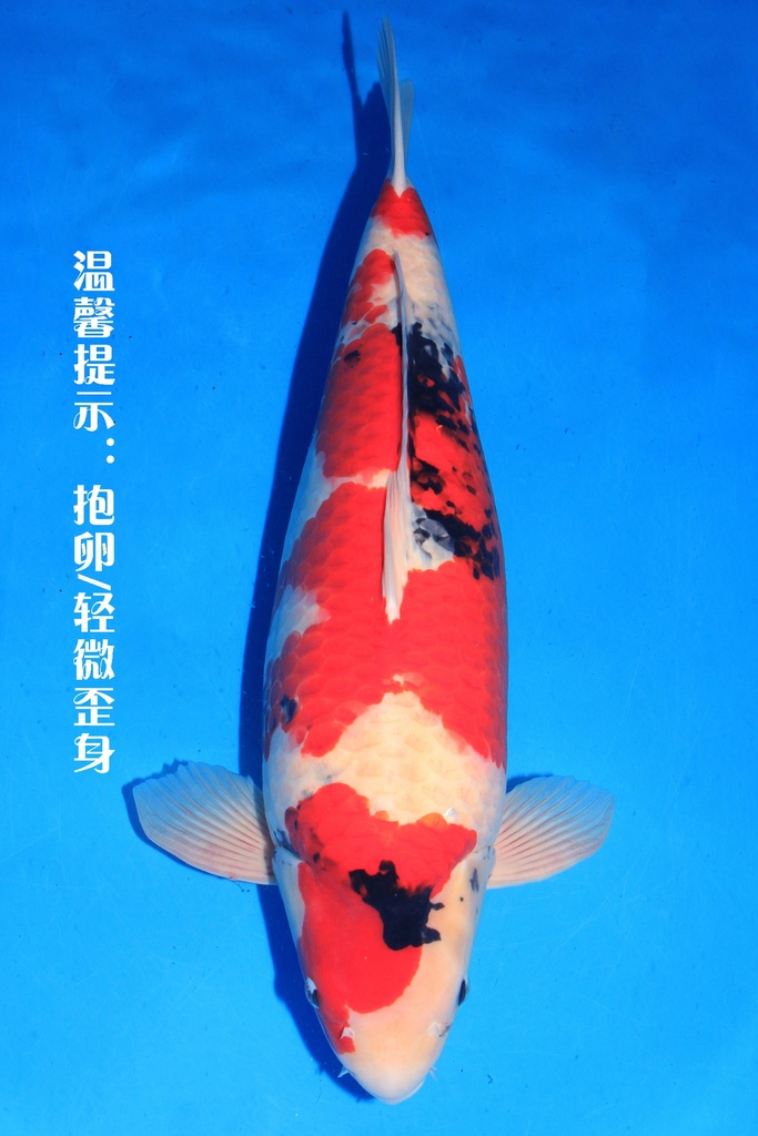 桃太郎产 四才 75cm 雌性  346012