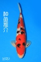 阪井产 三才 48cm 雄性 种鱼推介 兰花2 346050