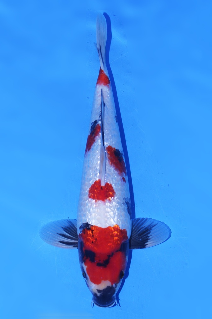 尾形产 二才 43cm 雌性 346082