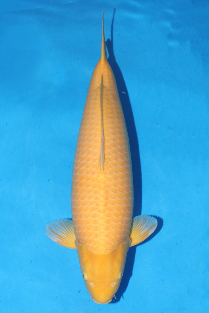 小西产 71cm 三才 雌性 347014