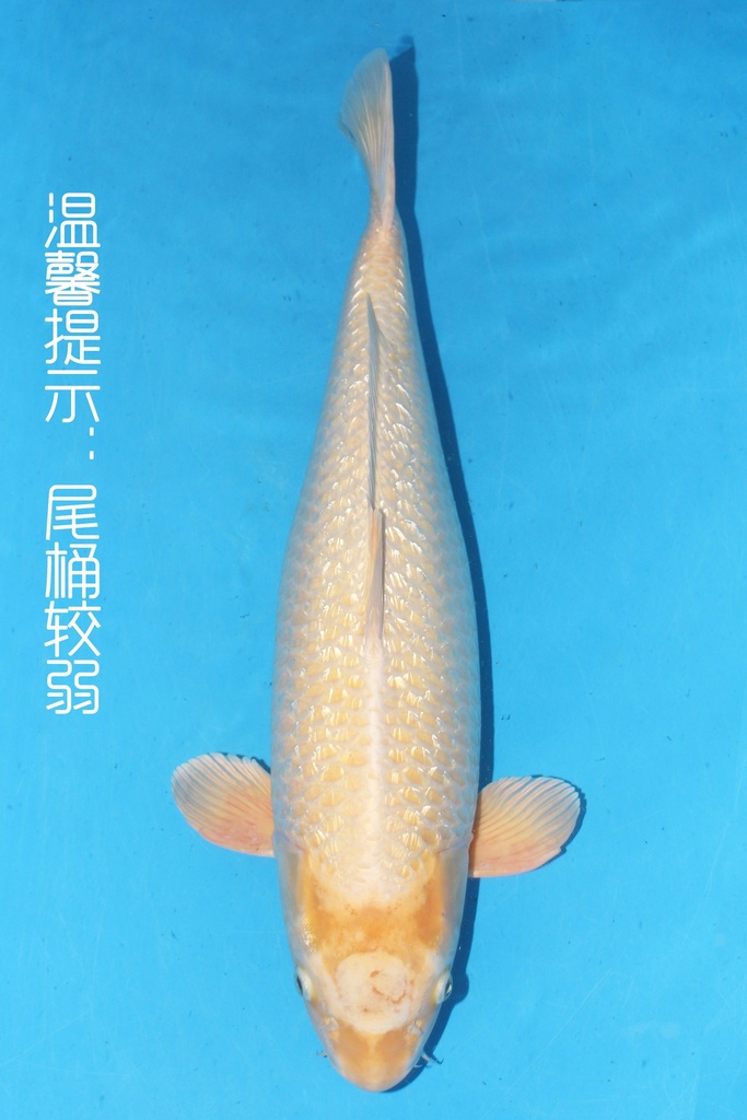 菅野产 71cm 四才  雌性 347027
