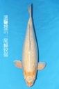 菅野产 71cm 四才  雌性 347027