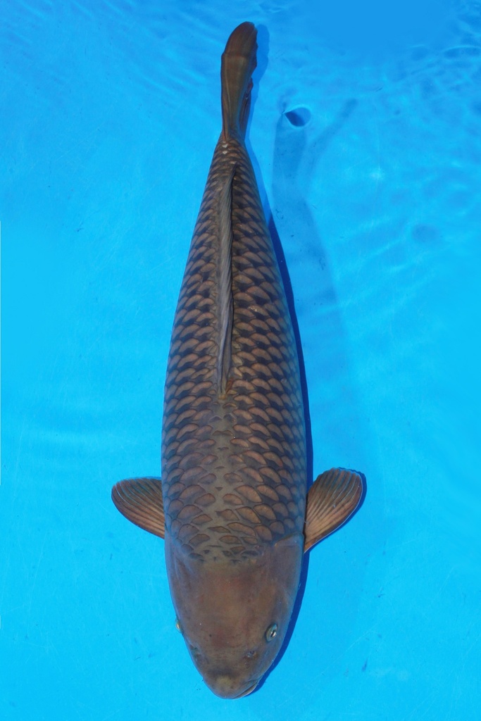 丸堂产 68cm 四才 雌性 347028