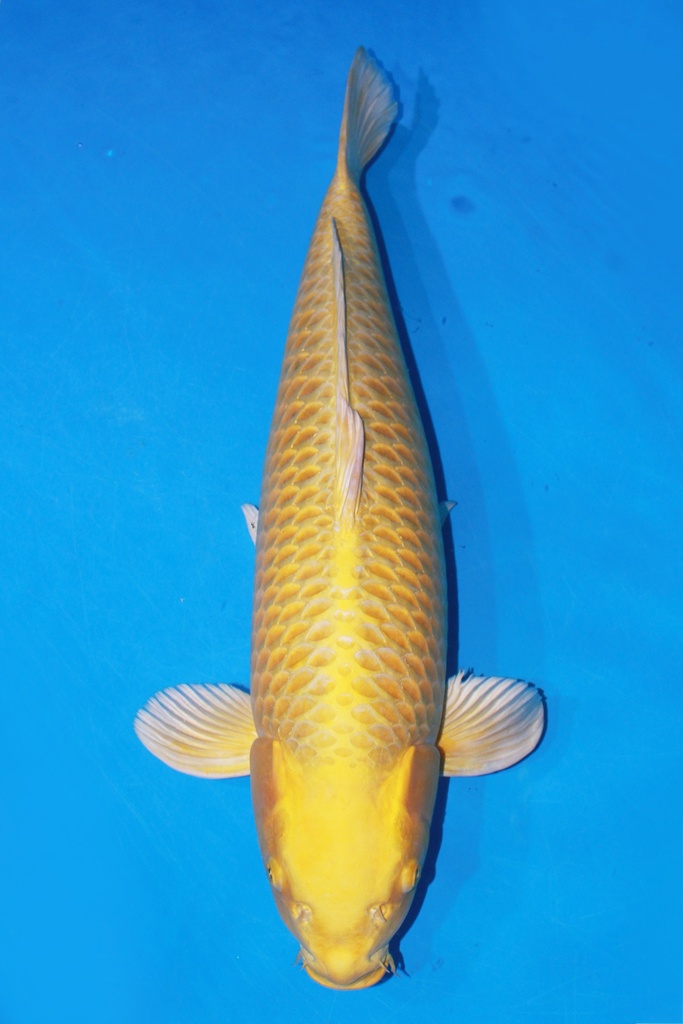 大日产 66cm 三才 雌性 347020