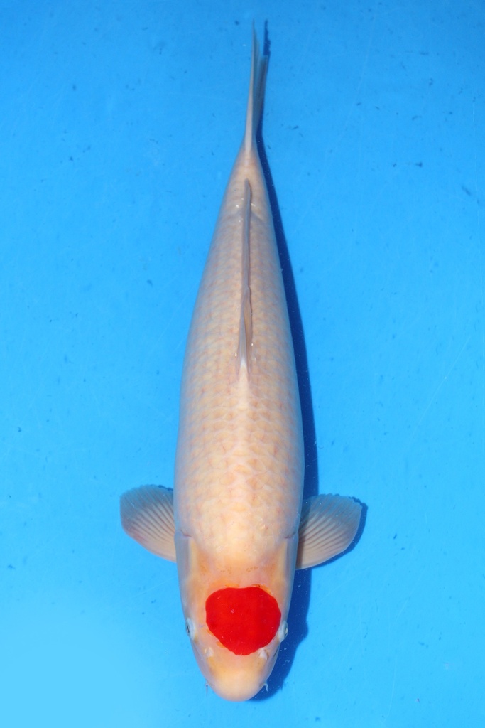 丸重产 64cm 三才 雌性 347029