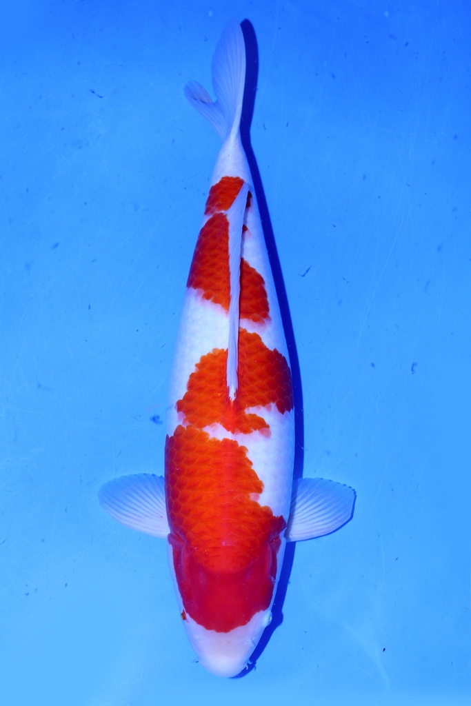 桃太郎产 64cm 三才 雌性 347021