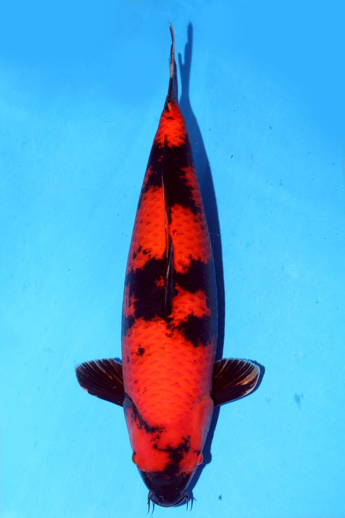 蓧田产 61cm 三才 雌性 347034