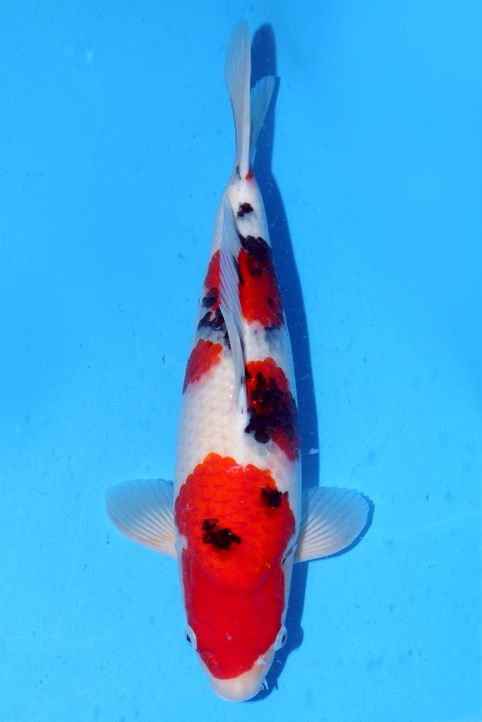 阪井产 43cm 当才 雌性 347038