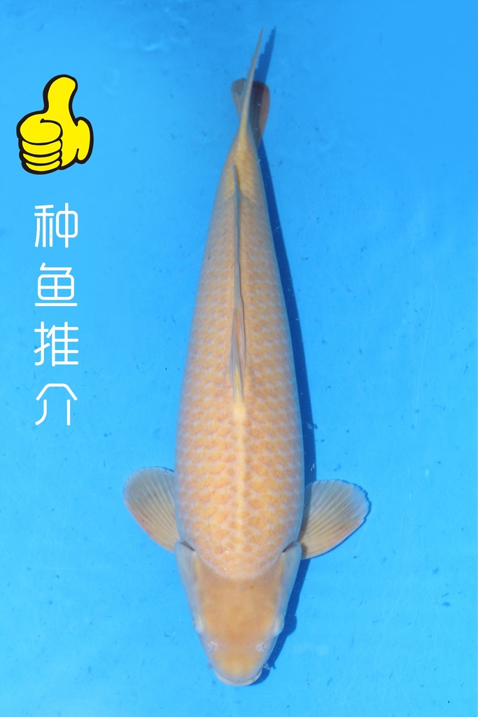 小西产 66cm 三才 雄性 种鱼推介 347040