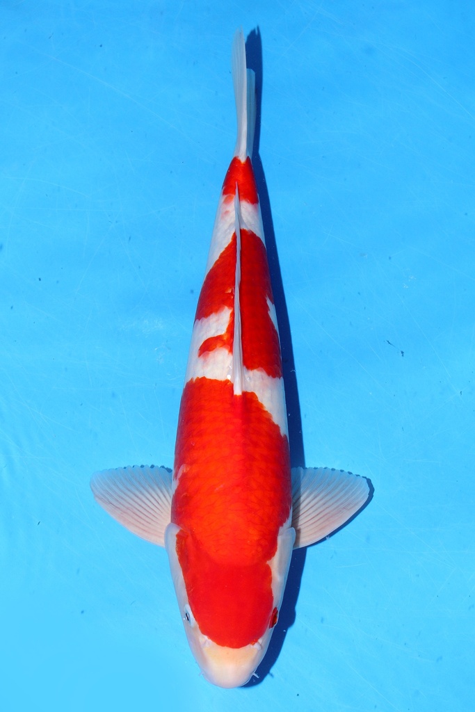 桃太郎产 55cm 二才 雄性 347050