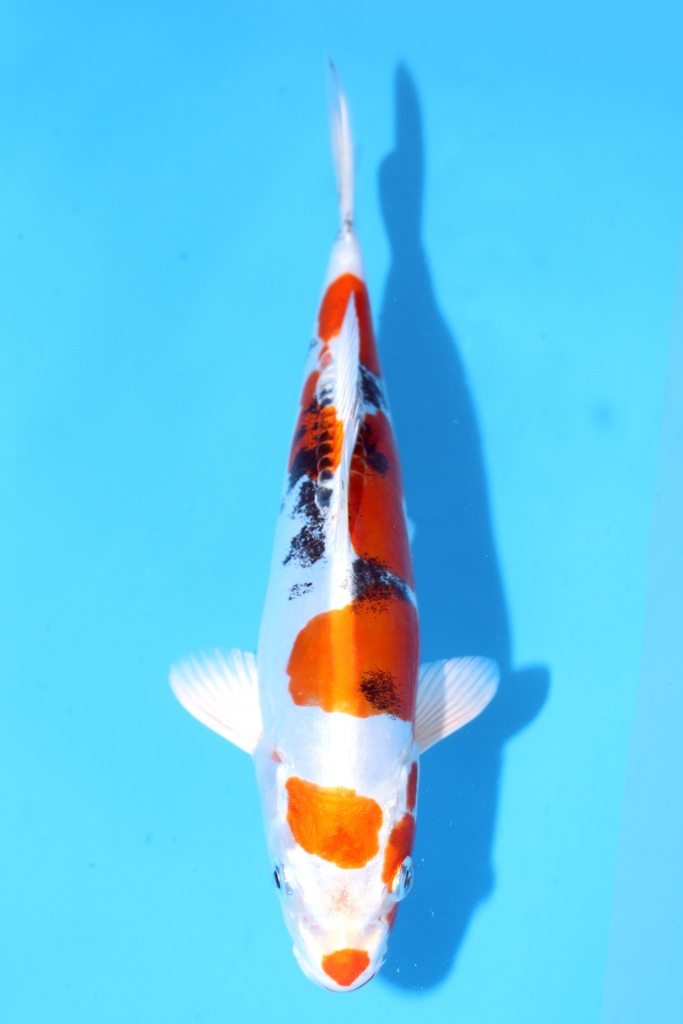 尾形产 25cm 当才 公母不明 347057