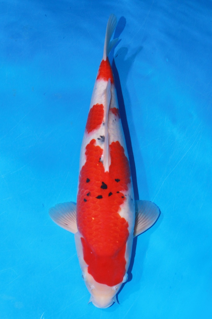 阪井产 44cm 当才 雄性 347064