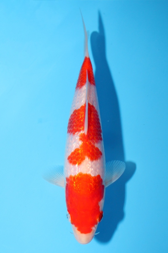 大石产 19cm 当才 公母不明 347071