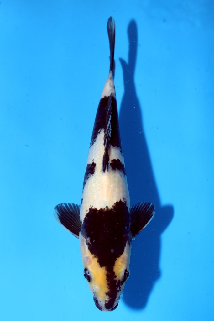 尾形产 27cm 当才 雄性 347082