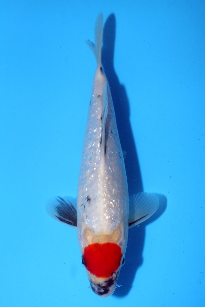 清十郎产 21cm 当才 公母不明 347084