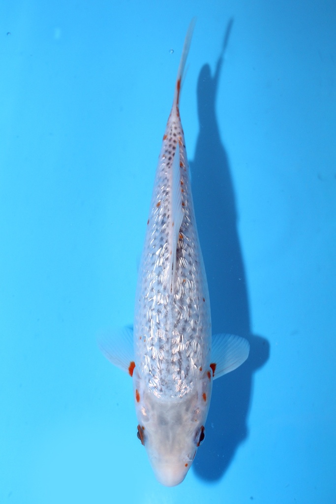 大家产 25cm 当才 公母不明 347093