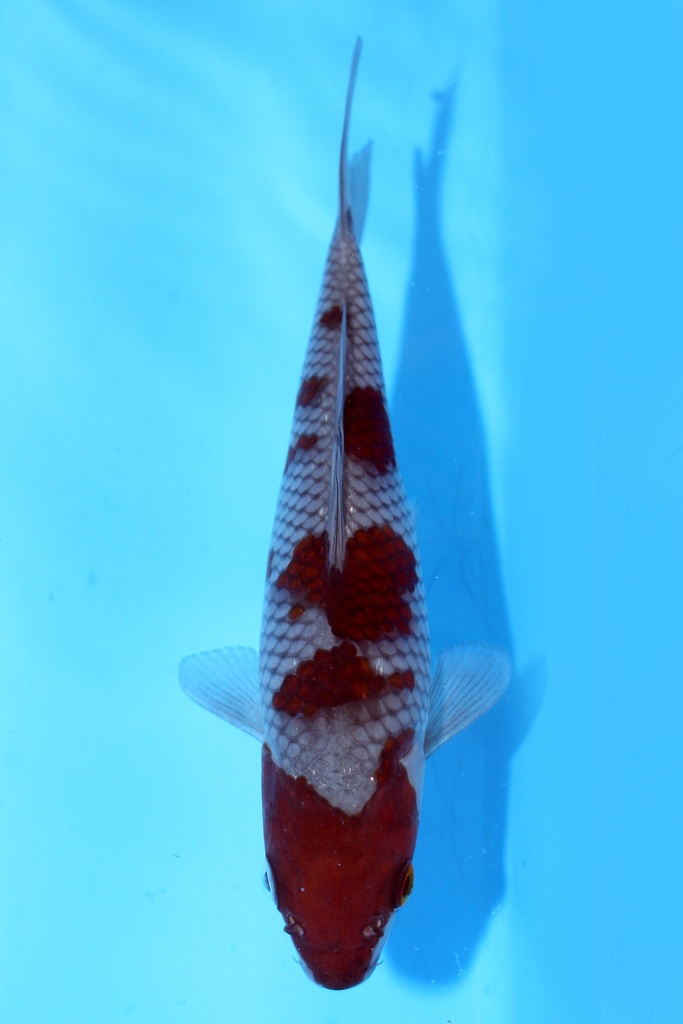 尾形产 21cm 当才 公母不明 347085