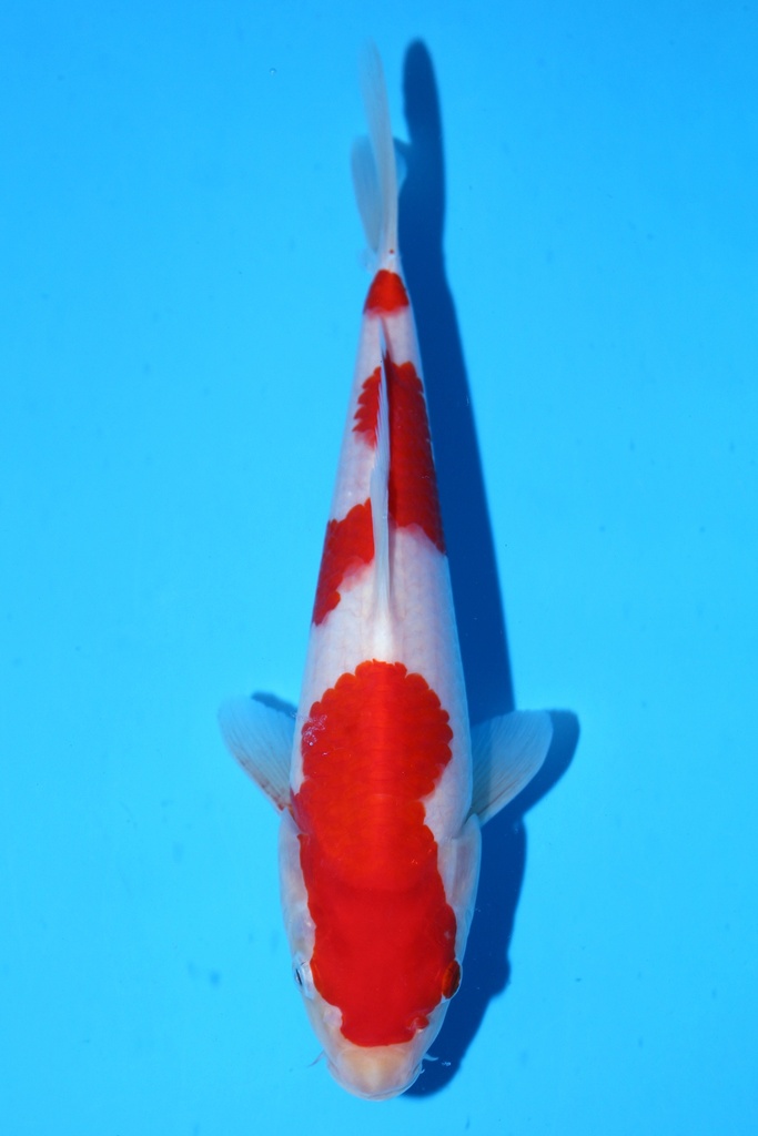 348085 25cm 星金产 当才 公母不明