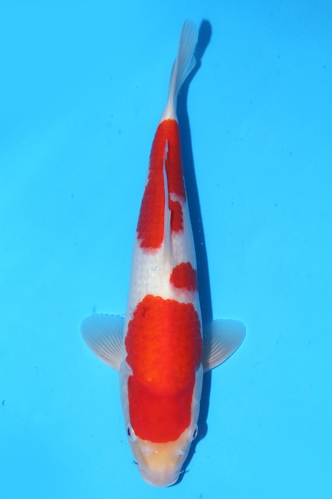 348089 31cm 清十郎产 当才 雄性