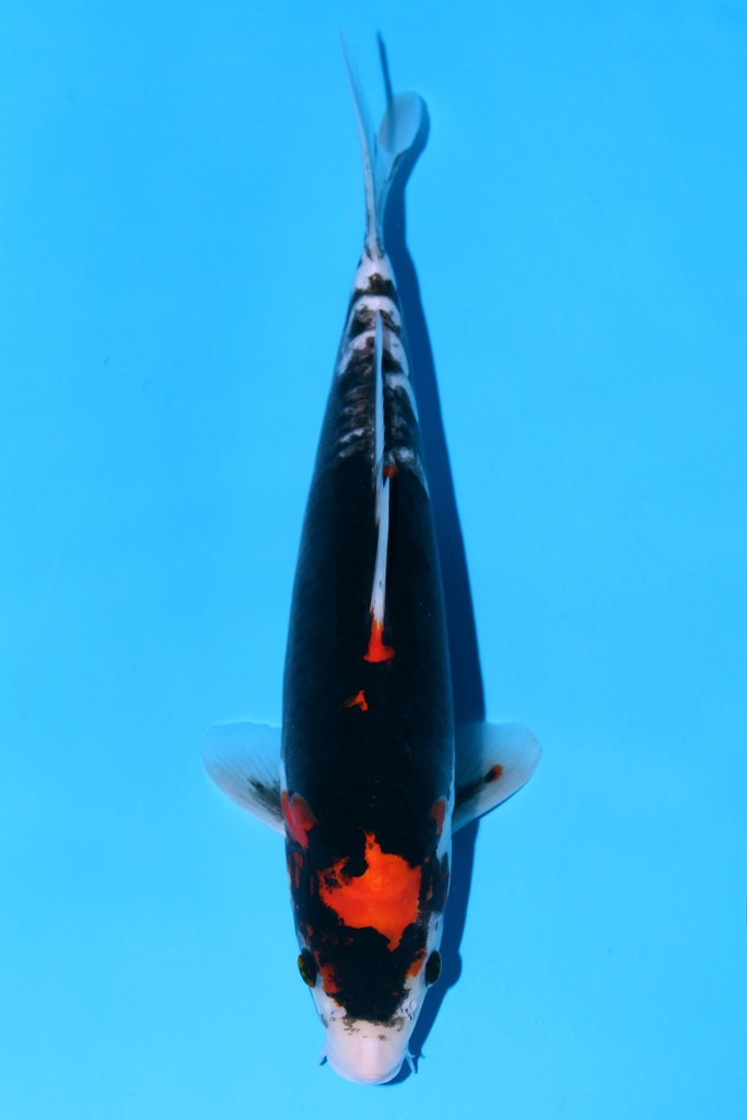 349080 30cm  清十郎产 九纹龙 当才 雌性