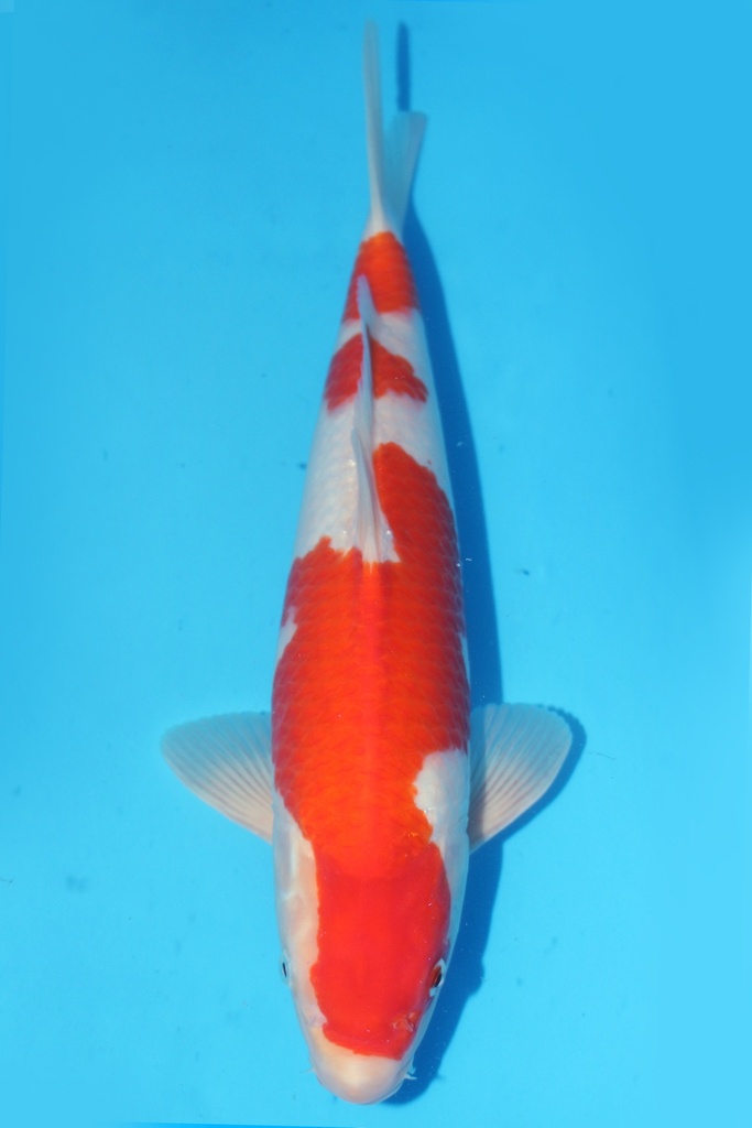 349064 38cm 桃太郎产 红白 当才 雄性