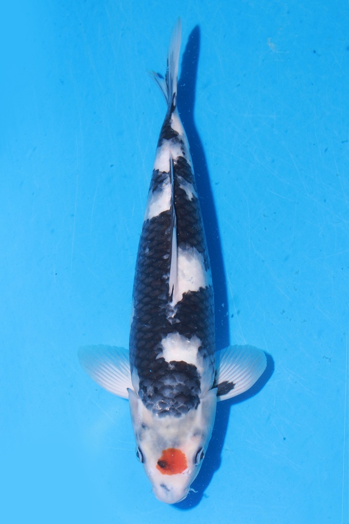 349061 39cm 尾形产 丹顶昭和 当才 雌性