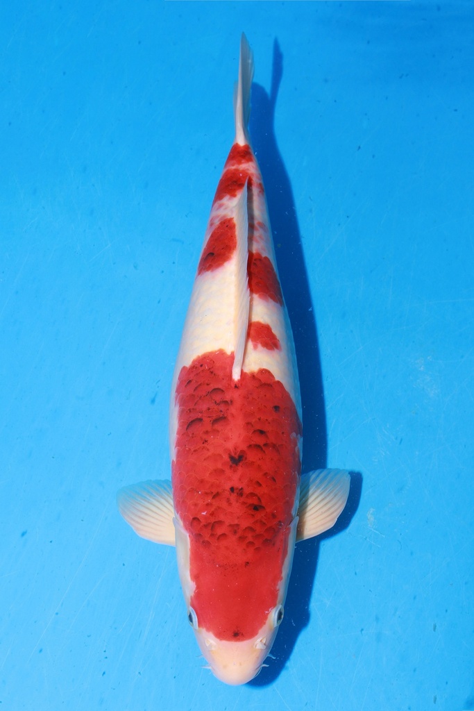 349044 51cm 尾形产 蓝衣 二才 雌性