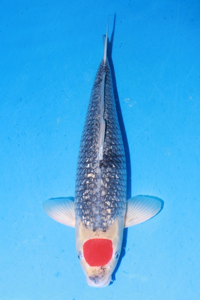 349006 55cm 菅野产 银鳞丹顶五色 二才 雌性