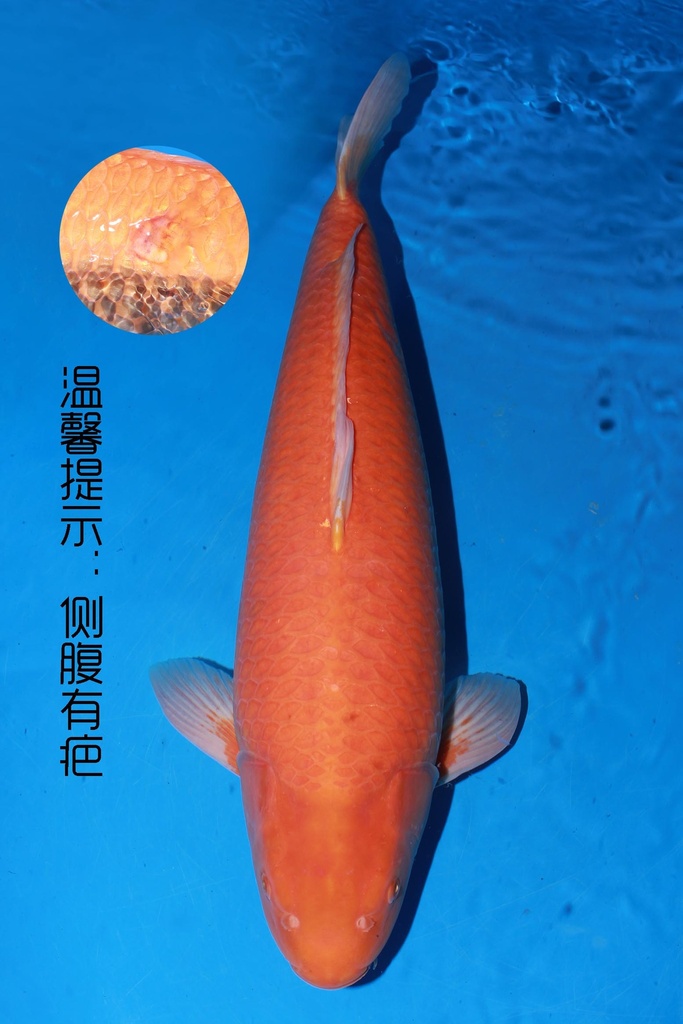 349002 82cm 大日产 黄猿 四才 雌性