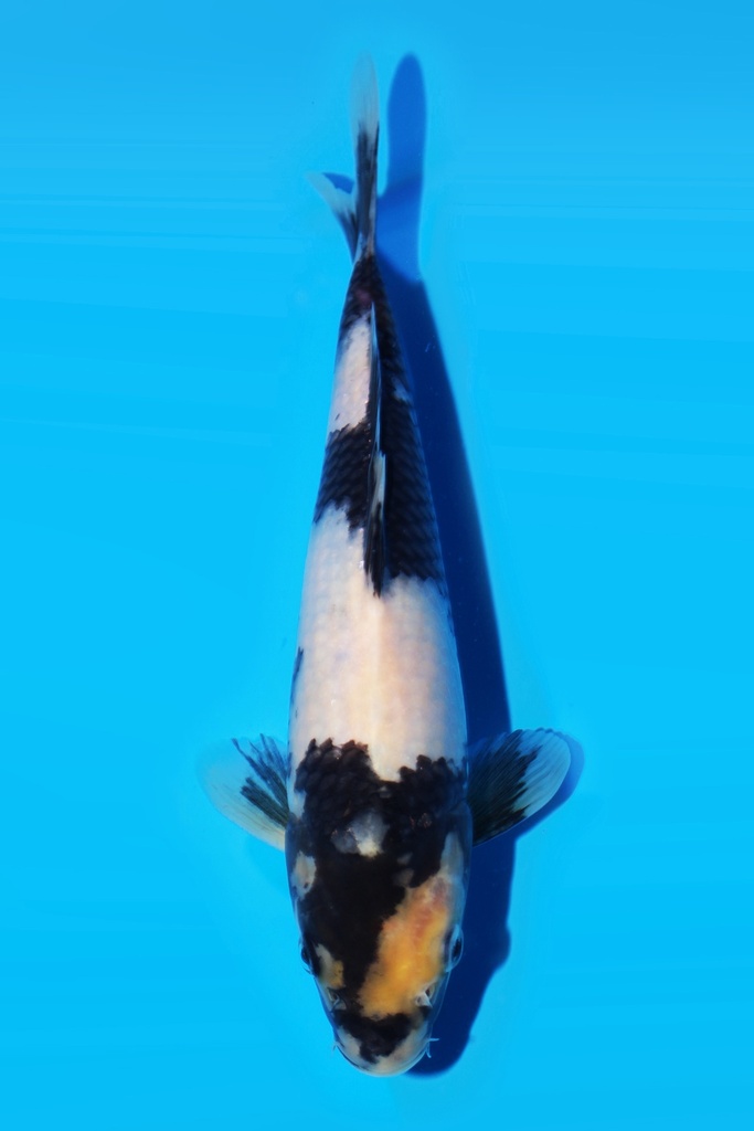 尾形产 白写 当才 25cm 公母不明 339077