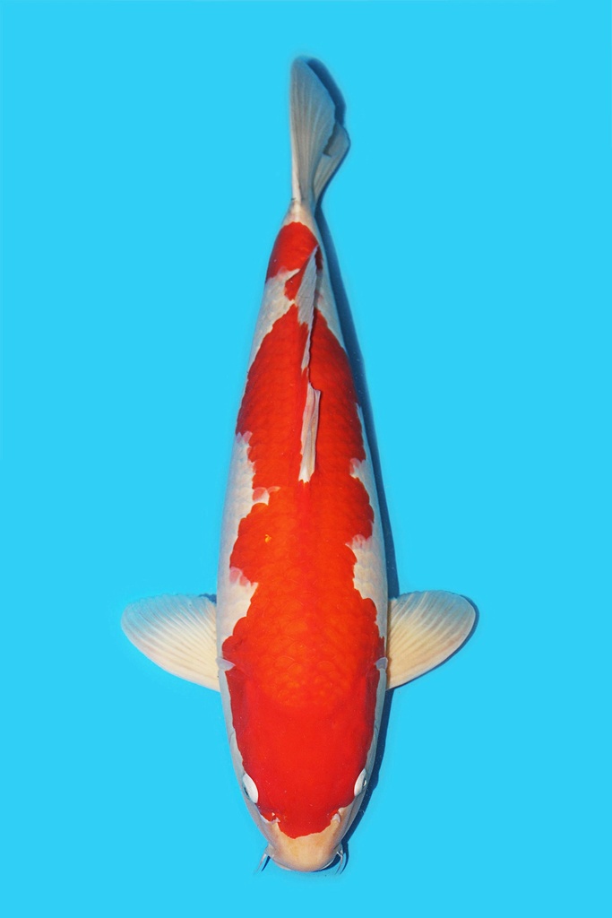 野上产 红白 四才 72cm 雌性 340017