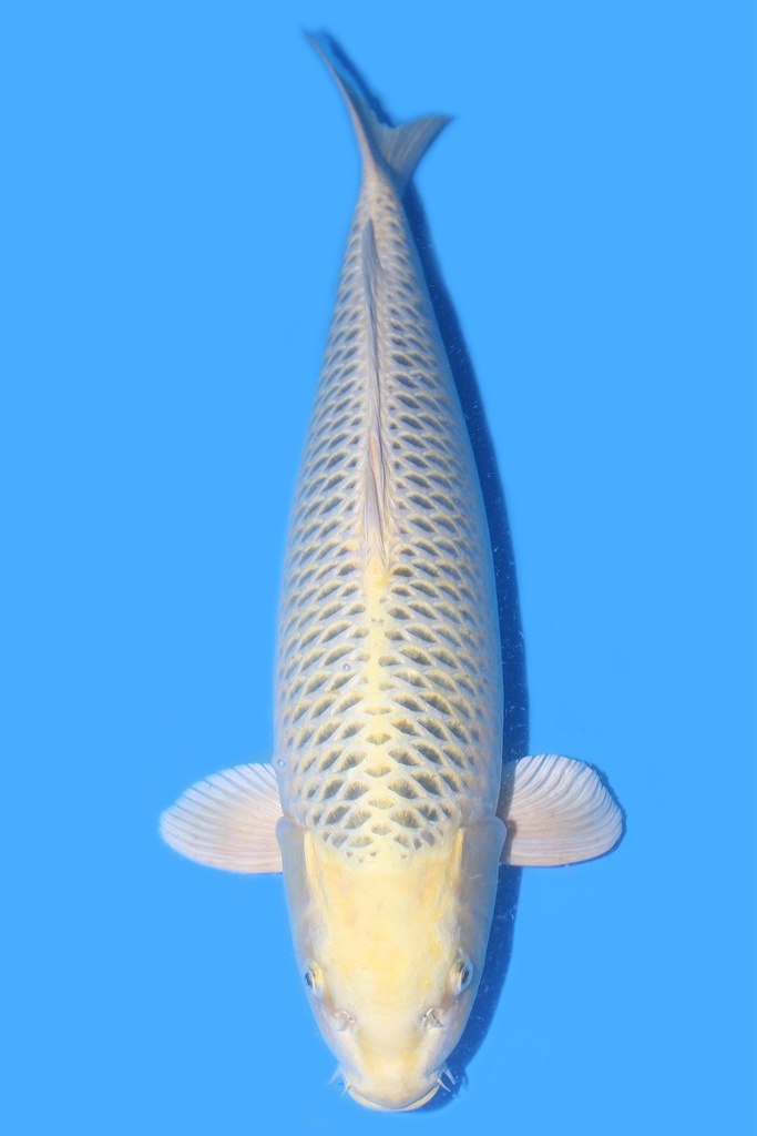 大日产 黄金松叶 三才 63cm 雌性 340013