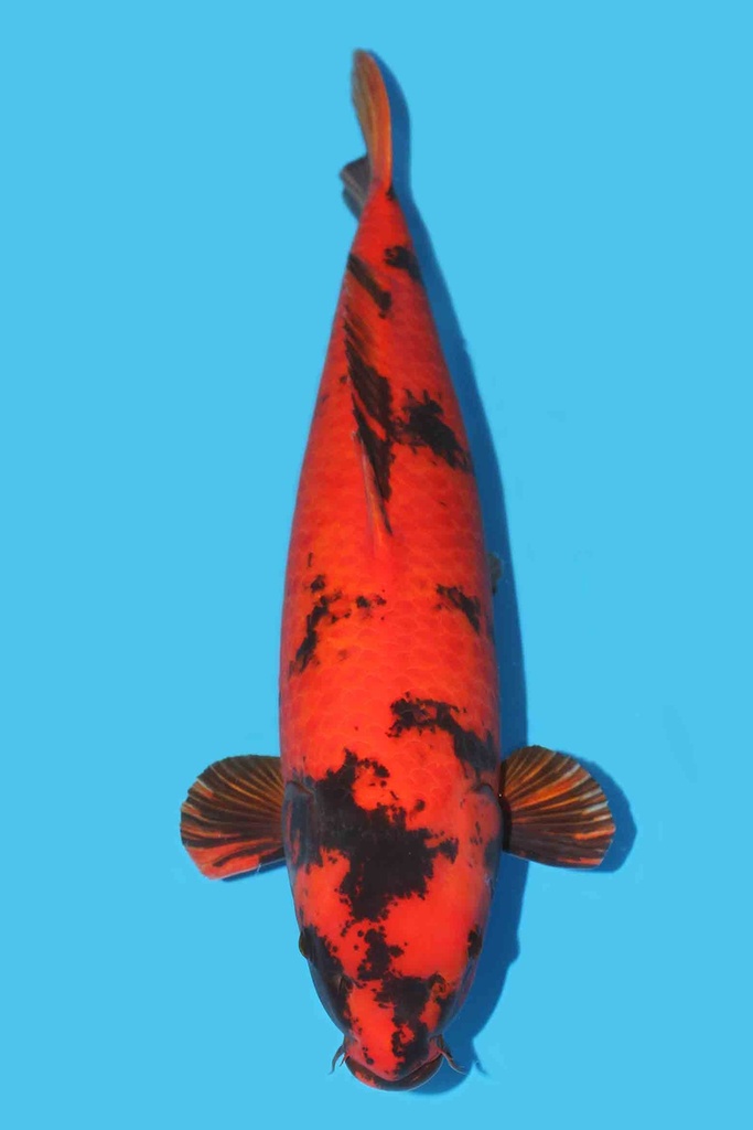 篠田产 绯写 三才 71cm 雌性 340018