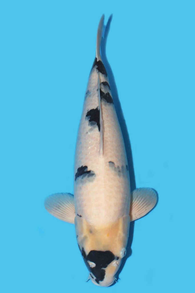 尾形产 白写 三才 62cm 雌性 340030