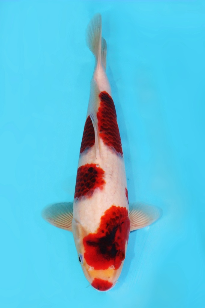 尾形产 衣 大当才 37cm 雌性 340041