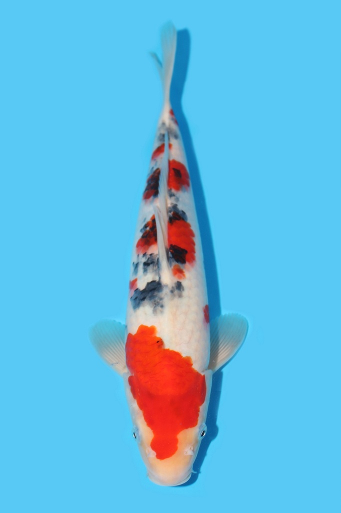 桃太郎产 大正 大当才 33cm 雌性 340063