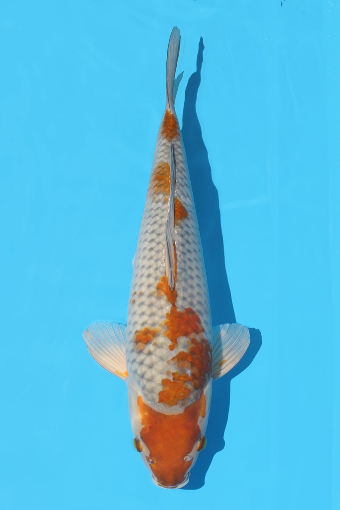 广井产 落叶 二才 43cm 雄性 340078