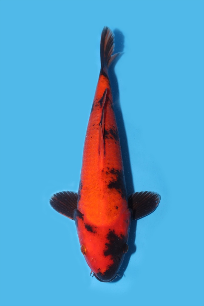 桃太郎产 绯写 当才 32cm 公母不明 340084