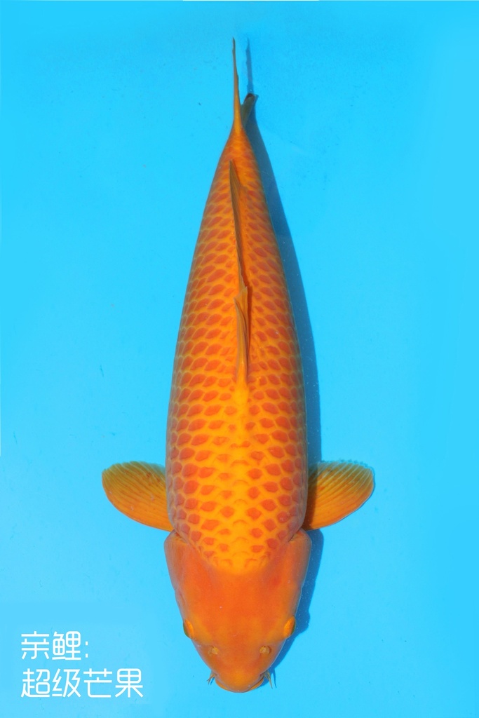 阪井产 介子鲤 四才 76cm 雌性 341004