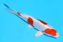 341085 19cm菅野菊水