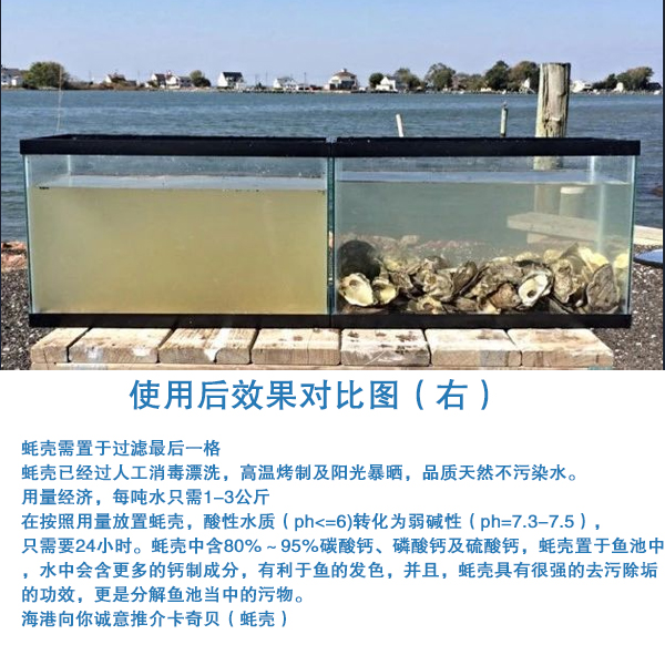 蚝壳 03.jpg