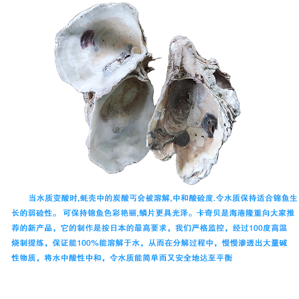 蚝壳 02.jpg