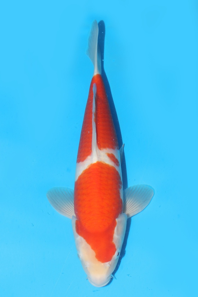桃太郎产 红白 当才 39cm 雌性 341077