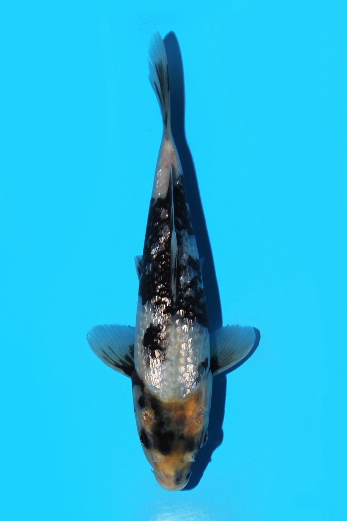 尾形产 银鳞白写 当才 22cm 公母不明 341082